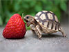 baby-turtle-eats-strawberry